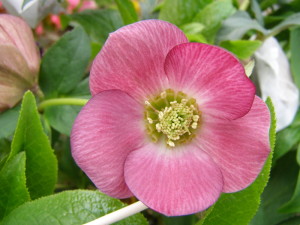 シングル　ピンク